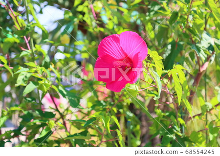 Titan Bikas Flower 68554245