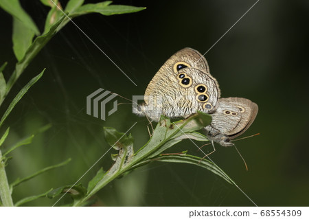 Himeura Namijanome mating Himeura Namijanome mating 68554309