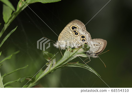 Himeura Namijanome mating Himeura Namijanome mating 68554310
