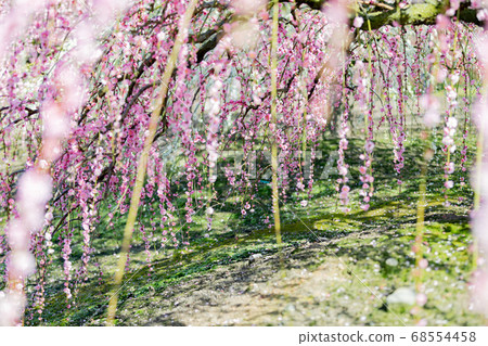 鈴鹿森林公園梅梅春天 68554458