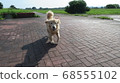Golden retriever running in the park early in the morning 68555102