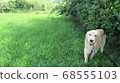 Golden retriever hiding in the bush 68555103