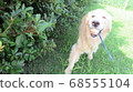 Golden retriever playing in green light 68555104