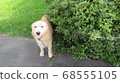A golden retriever that cools down next to a tree 68555105