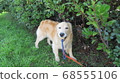 A golden retriever that cools down next to a tree 2 68555106