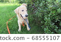 Golden retriever playing tag in the park 68555107