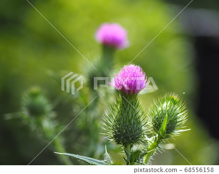 American onion American onion 68556158