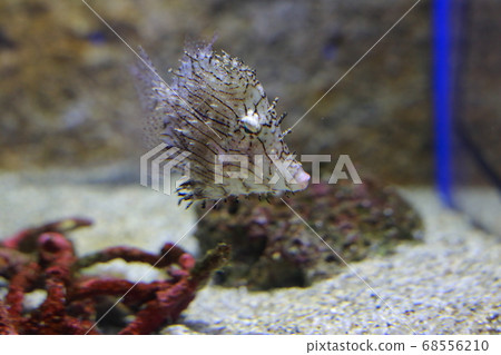 Aquarium Aquarium 68556210