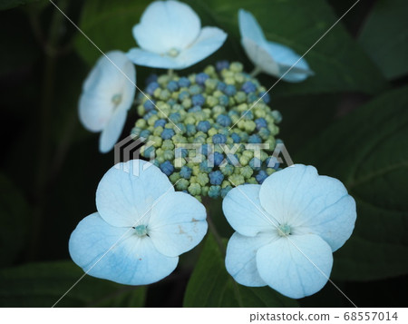 繡球花，奇妙和不尋常的淺藍色花瓣 68557014
