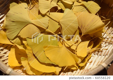 Leaves of yellow leaves ginkgo Leaves of yellow leaves ginkgo 68558120