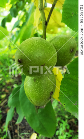photo of the fruit of the Manchurian nut on a background of green leaves close-up for the background photo of the fruit of the Manchurian nut on a background of green leaves close-up for the background 68558701