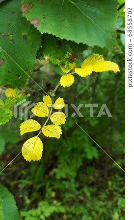 photo of yellow leaves of wild rose on a background of green leaves close-up for the background photo of yellow leaves of wild rose on a background of green leaves close-up for the background 68558702