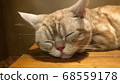 睡貓 68559178