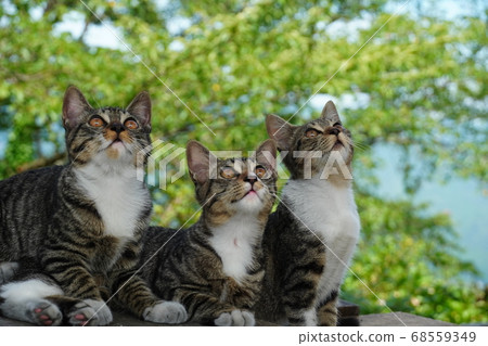 可愛的流浪貓看著3個兄弟 可愛的流浪貓看著3個兄弟 68559349