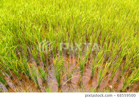 Rice field in VIetnam 68559500