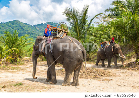 Tourists riding elephant in Thailand 68559546