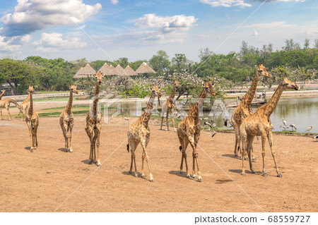 Giraffe in Zoo in Bangkok Giraffe in Zoo in Bangkok 68559727