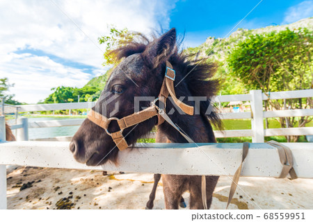 Funny dunkey in green park Funny dunkey in green park 68559951