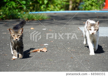 A stray cat parent and child running side by side 68560331