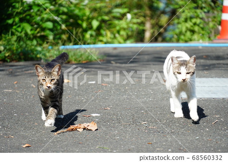 A stray cat parent and child running side by side A stray cat parent and child running side by side 68560332