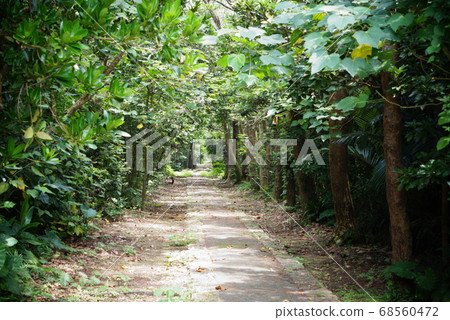 Forest path leading to the back Forest path leading to the back 68560472