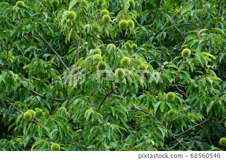 Kuribayashi's still blue chestnuts Kuribayashi's still blue chestnuts 68560546