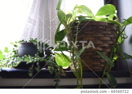 窗邊的植物 窗邊的植物 68560722