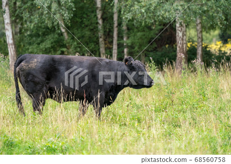 galloway on the field 68560758