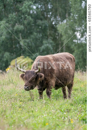 galloway on the field 68560760