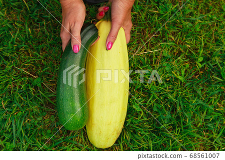 harvest: zucchini close-up. vegetable products are ready for export. import of seasonal goods. harvest: zucchini close-up. vegetable products are ready for export. import of seasonal goods. 68561007