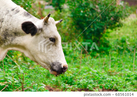 cow grazing on a green meadow. large horned livestock eats the grass. animals close up. Concept of meat products, agriculture, life in nature, organization for the protection of animals 68561014