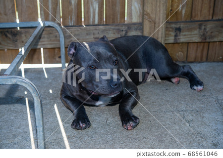 Dog day care 68561046