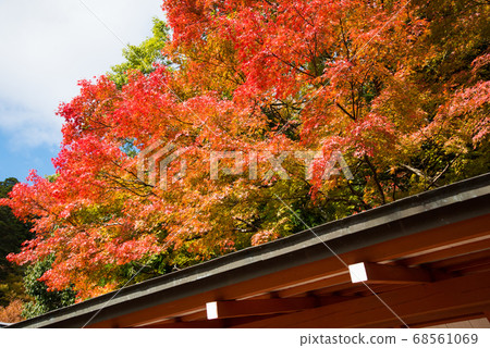 Autumn leaves at Kurama Temple in Kyoto 68561069
