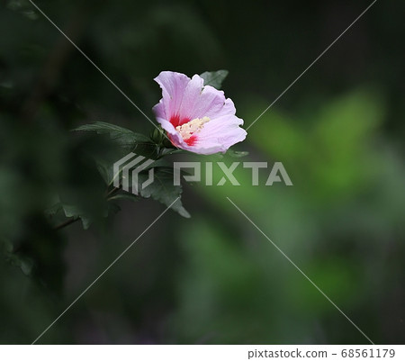 Rose of Sharon 68561179