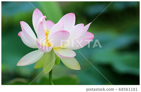 Lotus 68561181