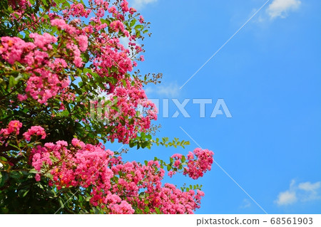 Flower of crape mybs Flower of crape mybs 68561903