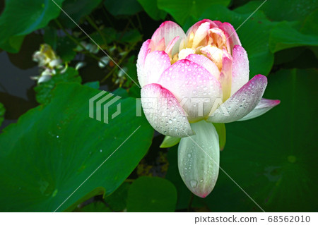 Healing windowsill with lotus flowers Healing windowsill with lotus flowers 68562010