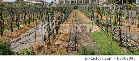 廣闊的火龍果園 廣闊的火龍果園 68562045