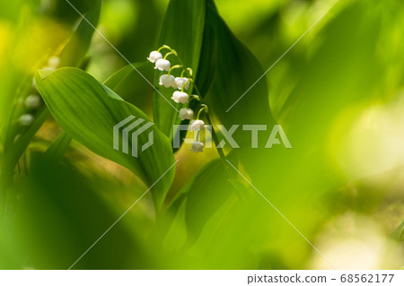 White and beautiful German lily of the valley blooming in early summer [Flowers/plants] 68562177