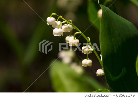 白色和美麗的德國鈴蘭在初夏盛開 花 植物 照片素材 圖片 圖庫