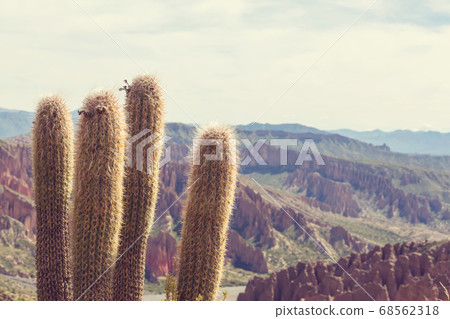 Cactus in Bolivia Cactus in Bolivia 68562318