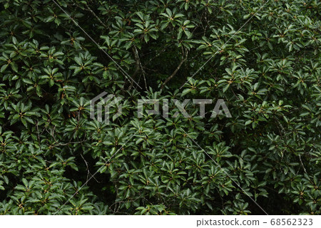 Akaashi with acorn 68562323