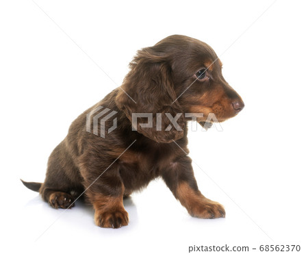 puppy dachshund  in studio 68562370