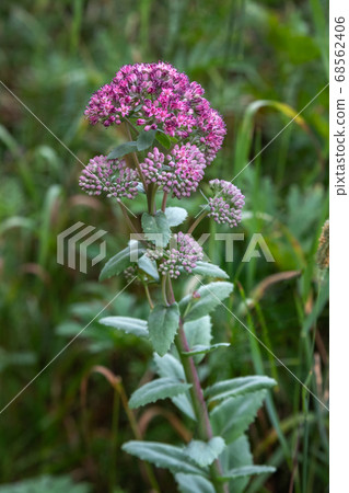 Hylotelephium triphyllum flower or Sedum Stonecrop 68562406