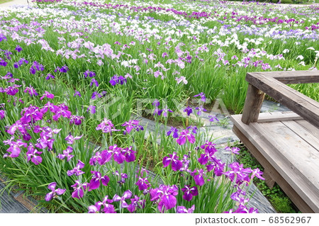 Iryo in full bloom 68562967