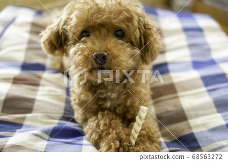 玩具貴賓犬與零食心情很好 玩具貴賓犬與零食心情很好 68563272