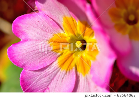 花朱利安盛開在春天 花朱利安盛開在春天 68564062