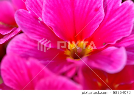 Flower julian blooming in spring Flower julian blooming in spring 68564073