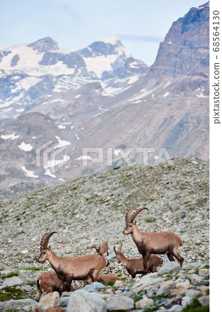 Alpine goats ibex in their natural habitat, high in the rocky mountains Alpine goats ibex in their natural habitat, high in the rocky mountains 68564130