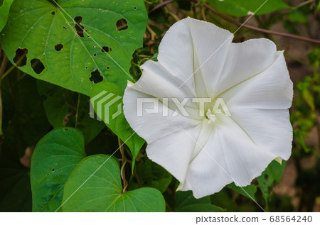 Moonflower (or Ipomoea alba is botanical name) is Blooming in Natural Garden. Moonflower (or Ipomoea alba is botanical name) is Blooming in Natural Garden. 68564240
